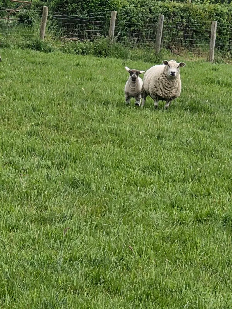 Ewes and lambs - Image 1