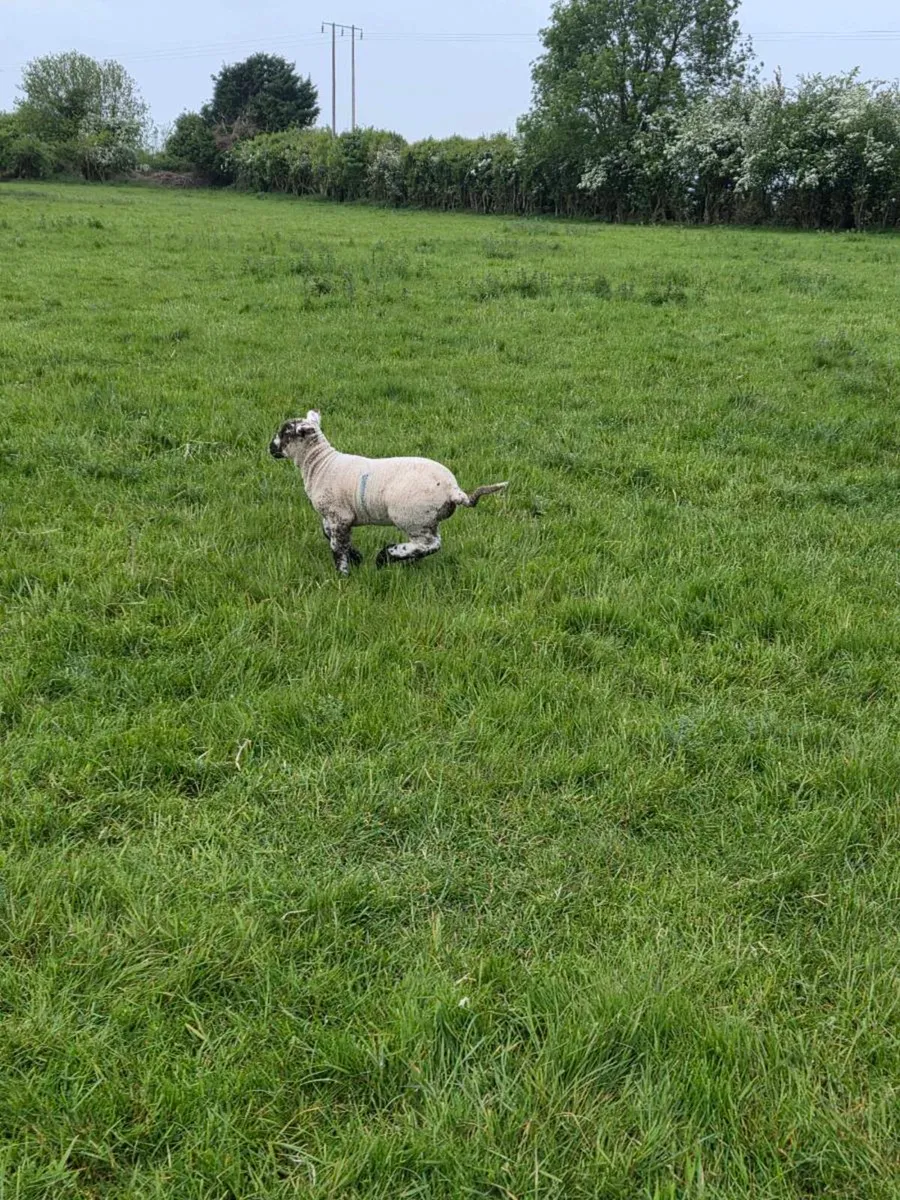 Ewes and lambs - Image 3