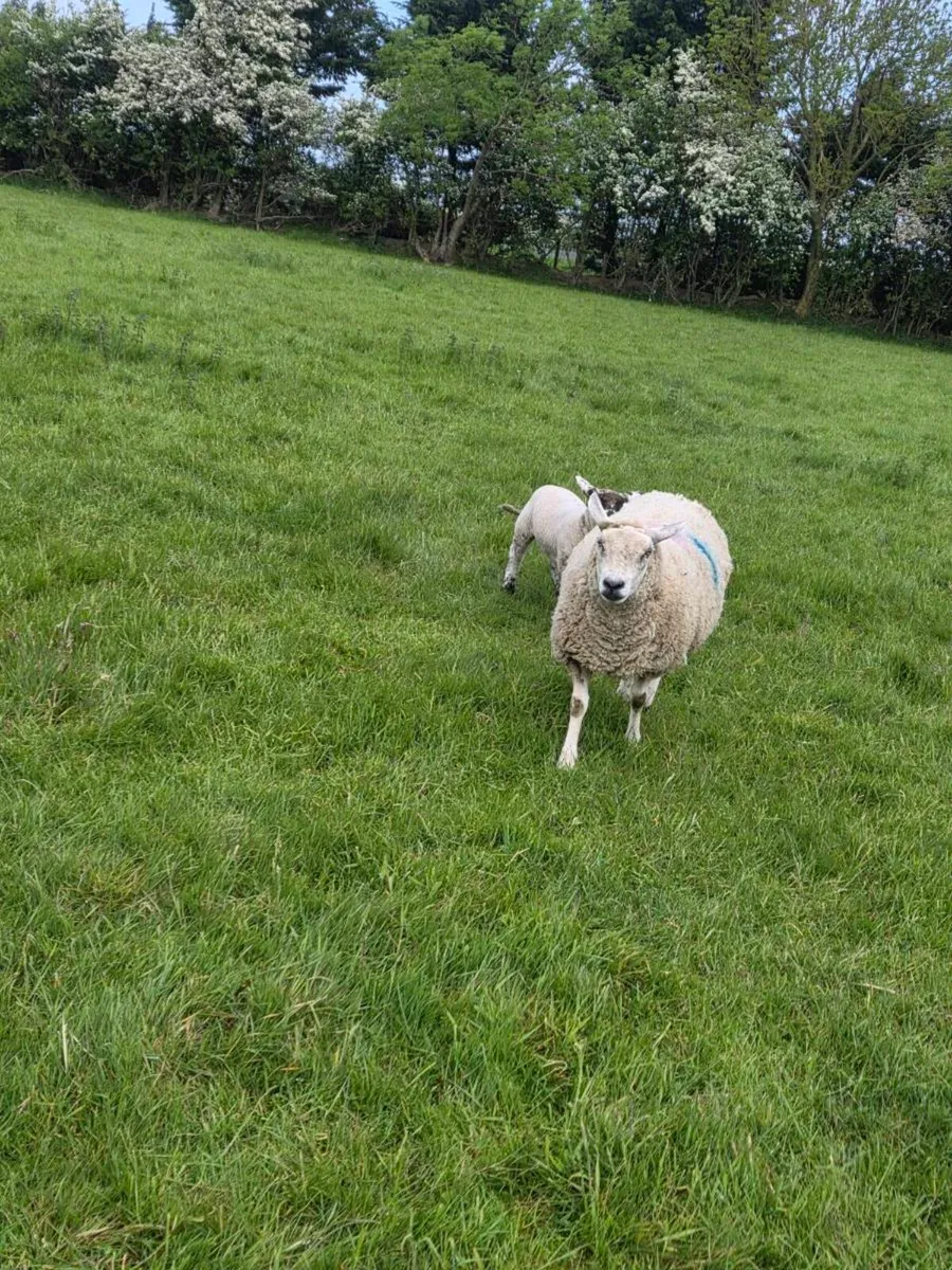 Ewes and lambs - Image 2