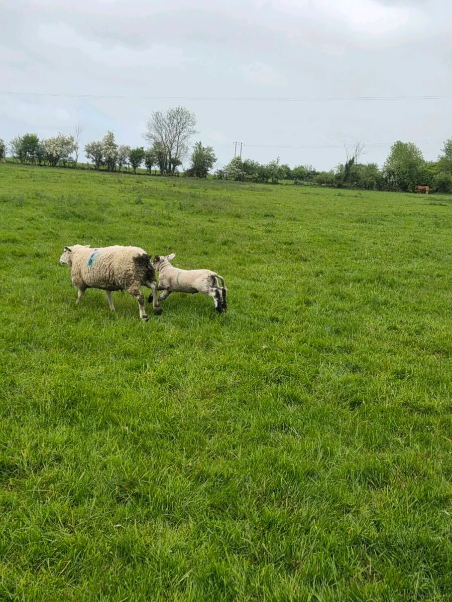 Ewes and lambs - Image 4