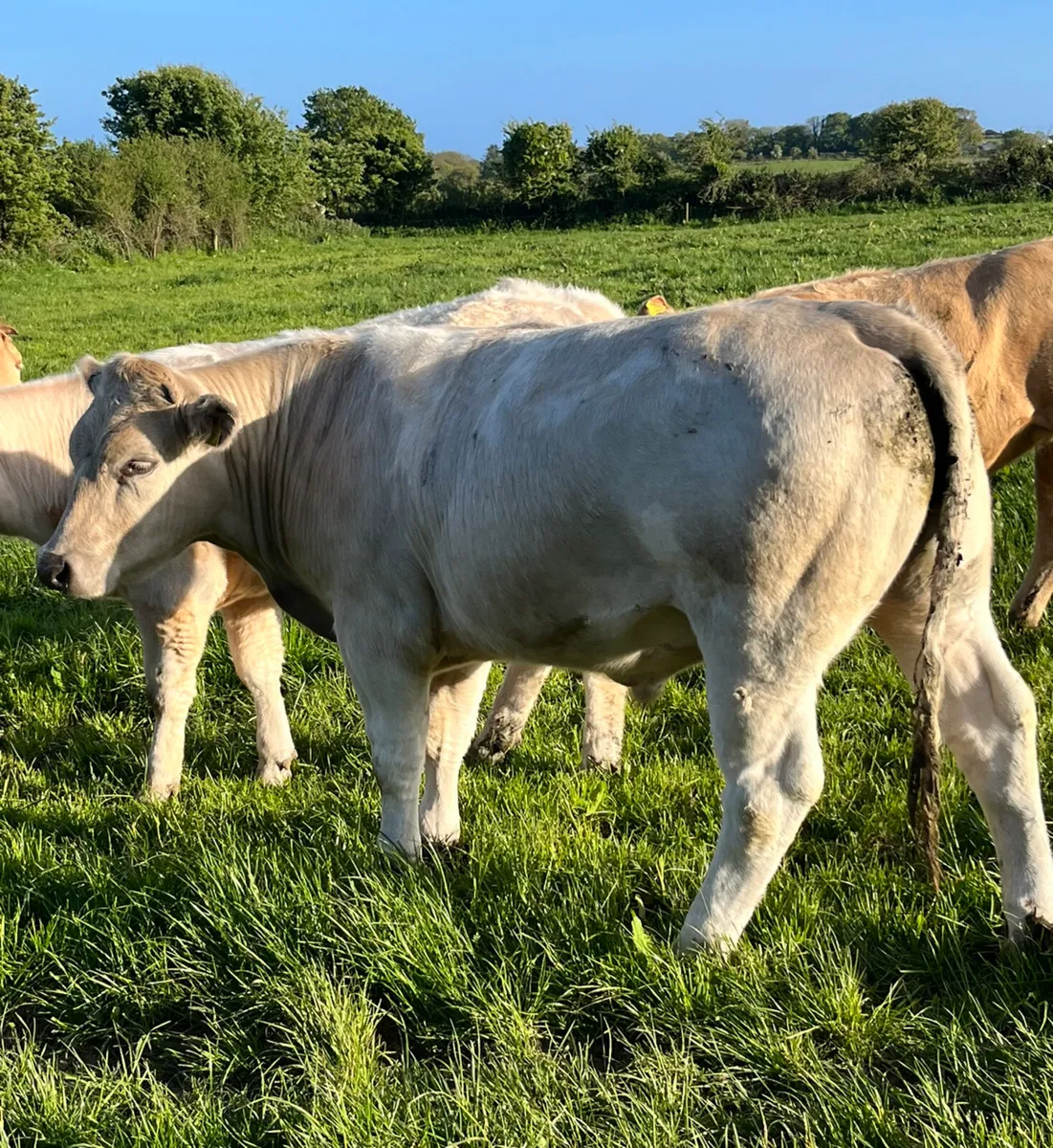 Suckler Bred Charolais Cattle - Image 1