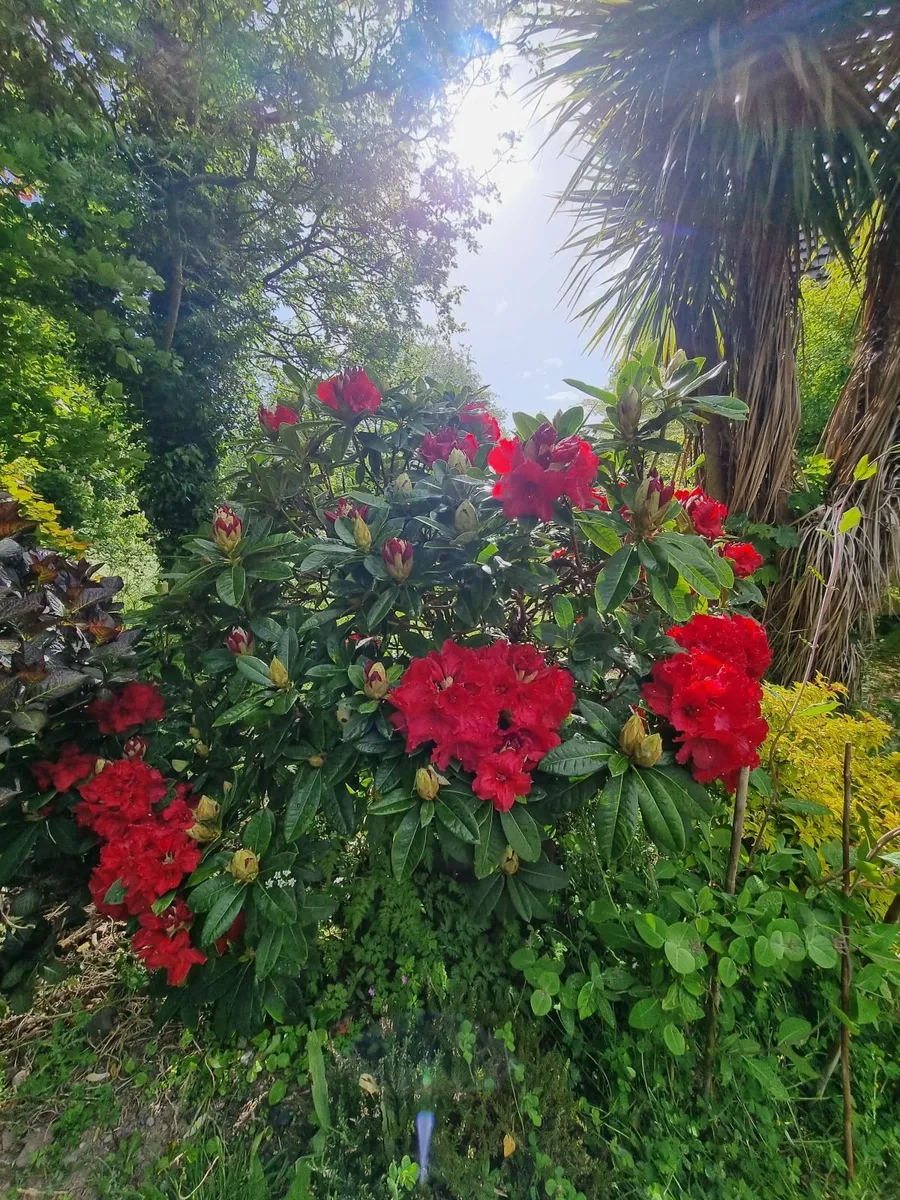 beautifully blooming rhododendron - Image 2