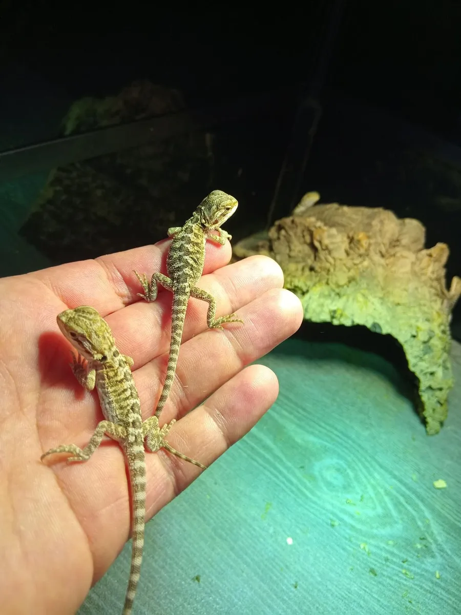 Baby bearded dragon