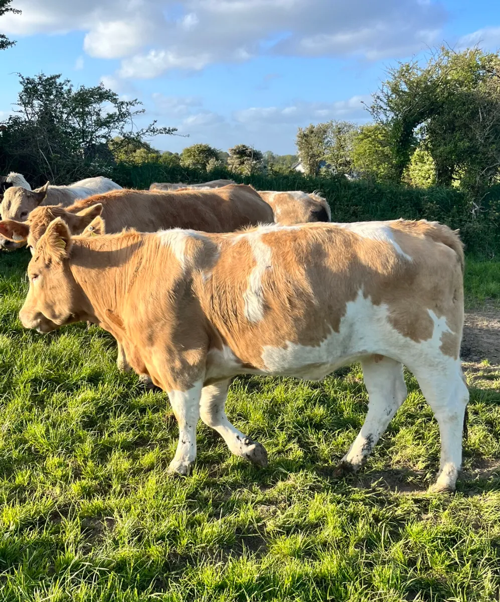 Suckler Bred Charolais Cattle - Image 2