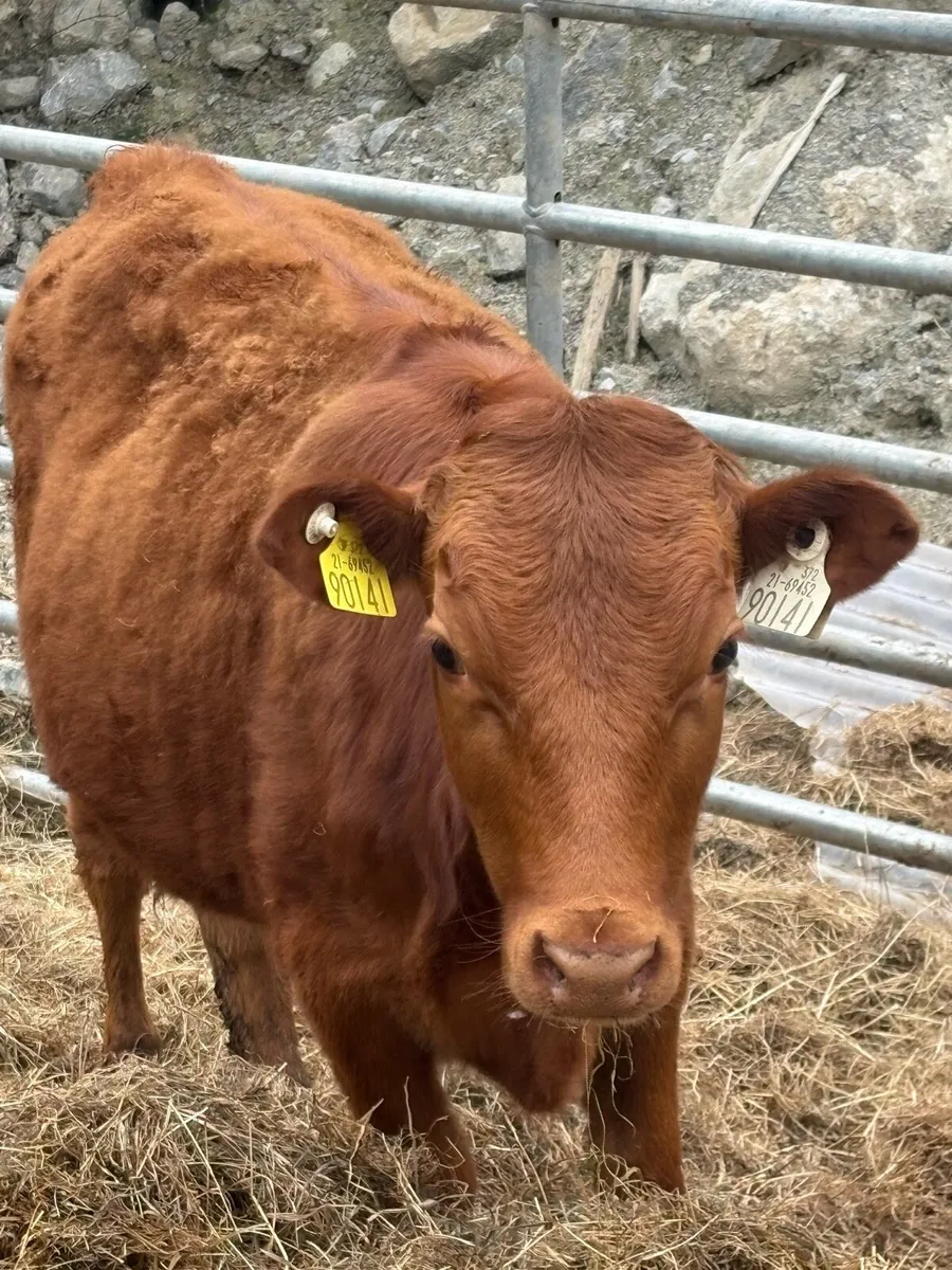 Dexter heifers