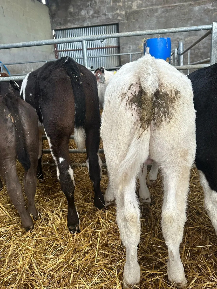 Belgian blue bull calves - Image 1