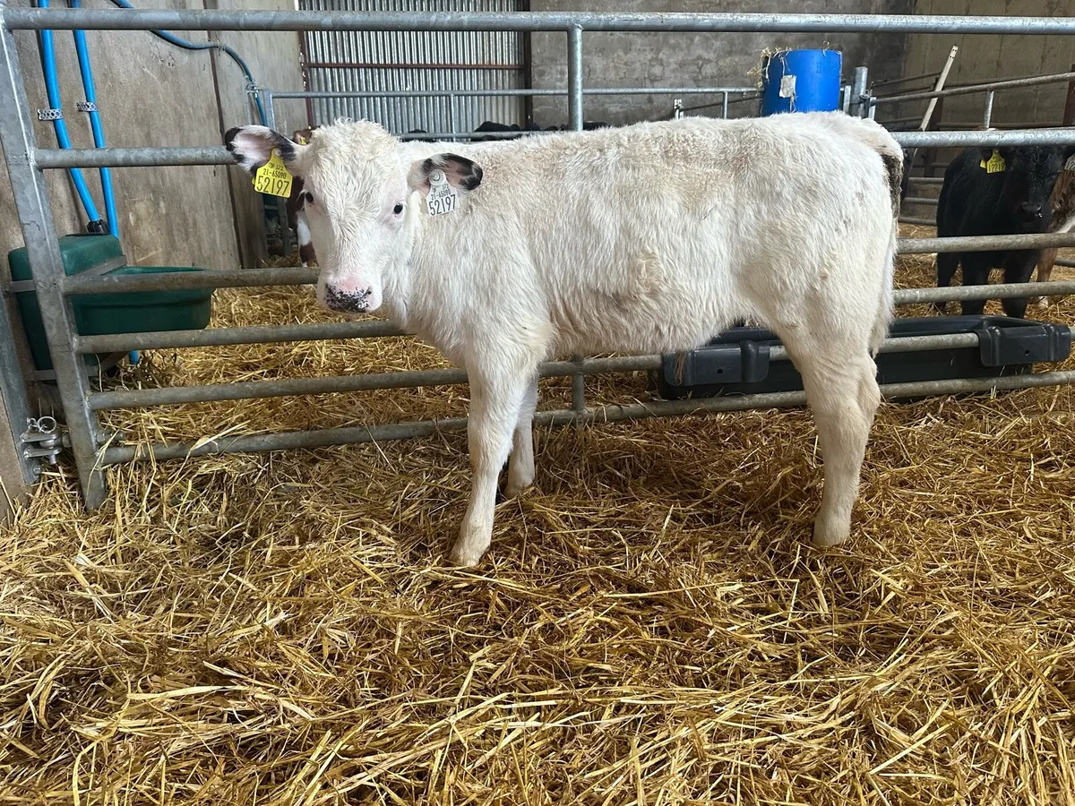Belgian blue bull calves - Image 3