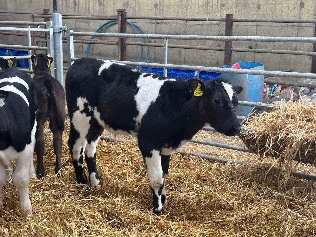 Belgian blue bull calves - Image 2
