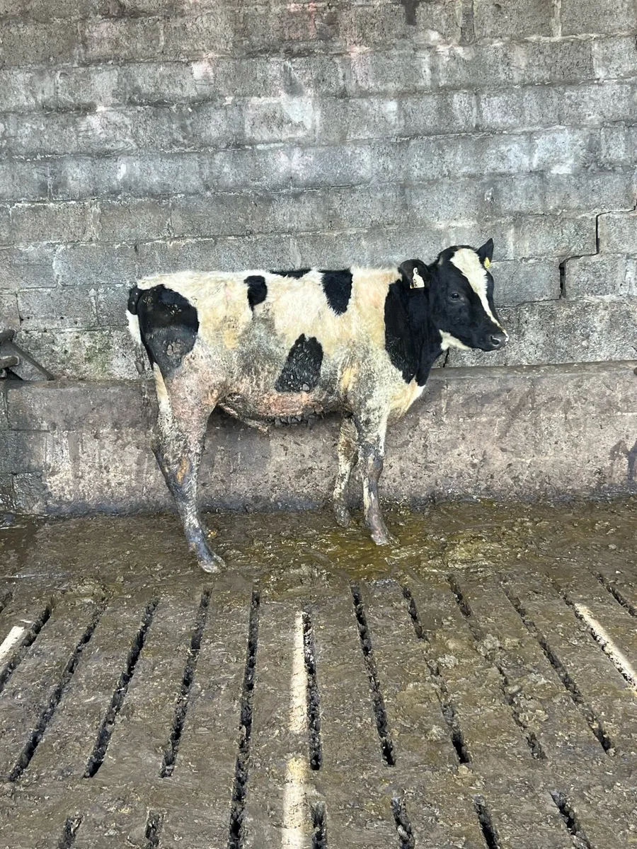 Pedigree Fresian Bull - Image 1