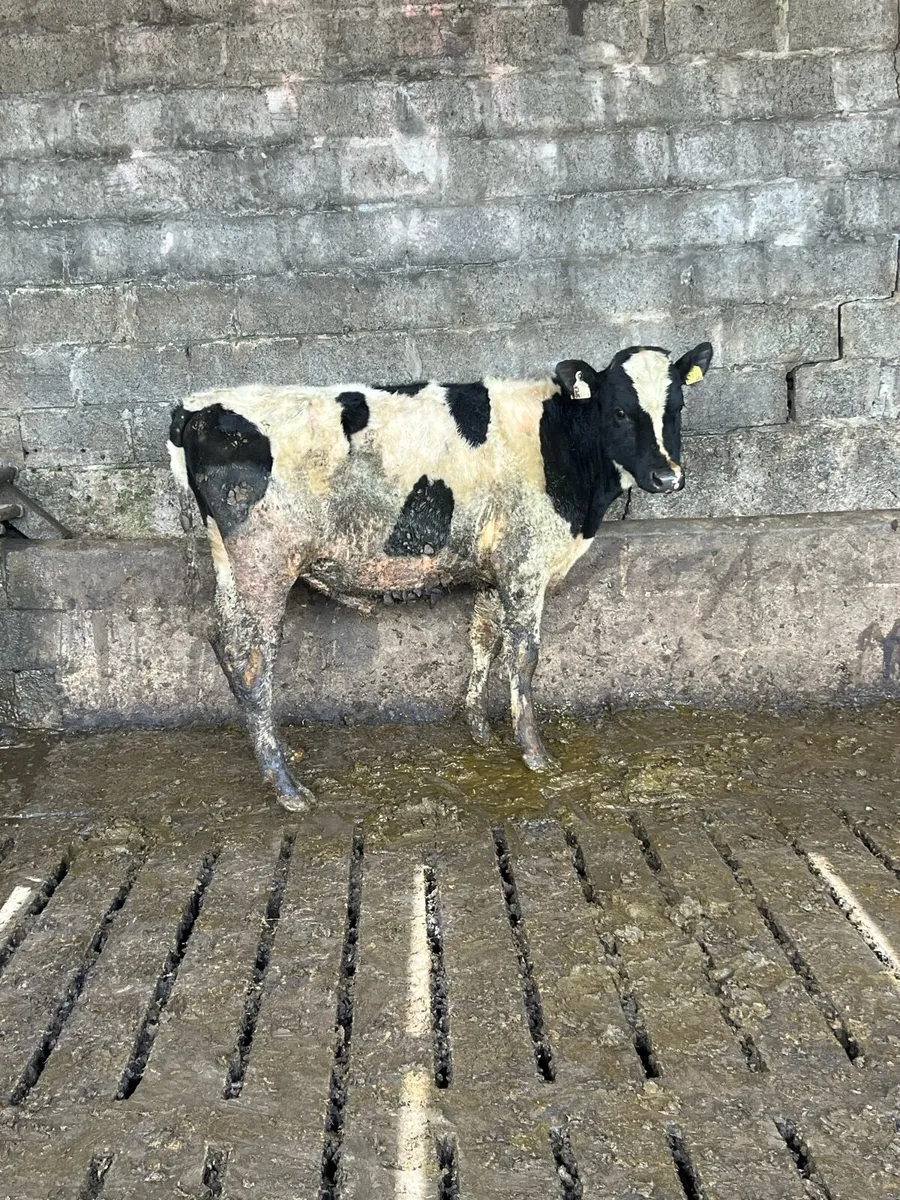 Pedigree Fresian Bull - Image 2