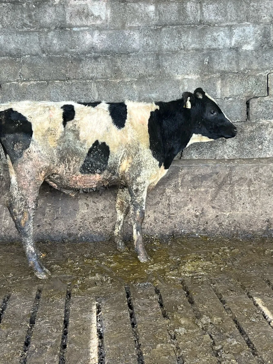 Pedigree Fresian Bull - Image 3