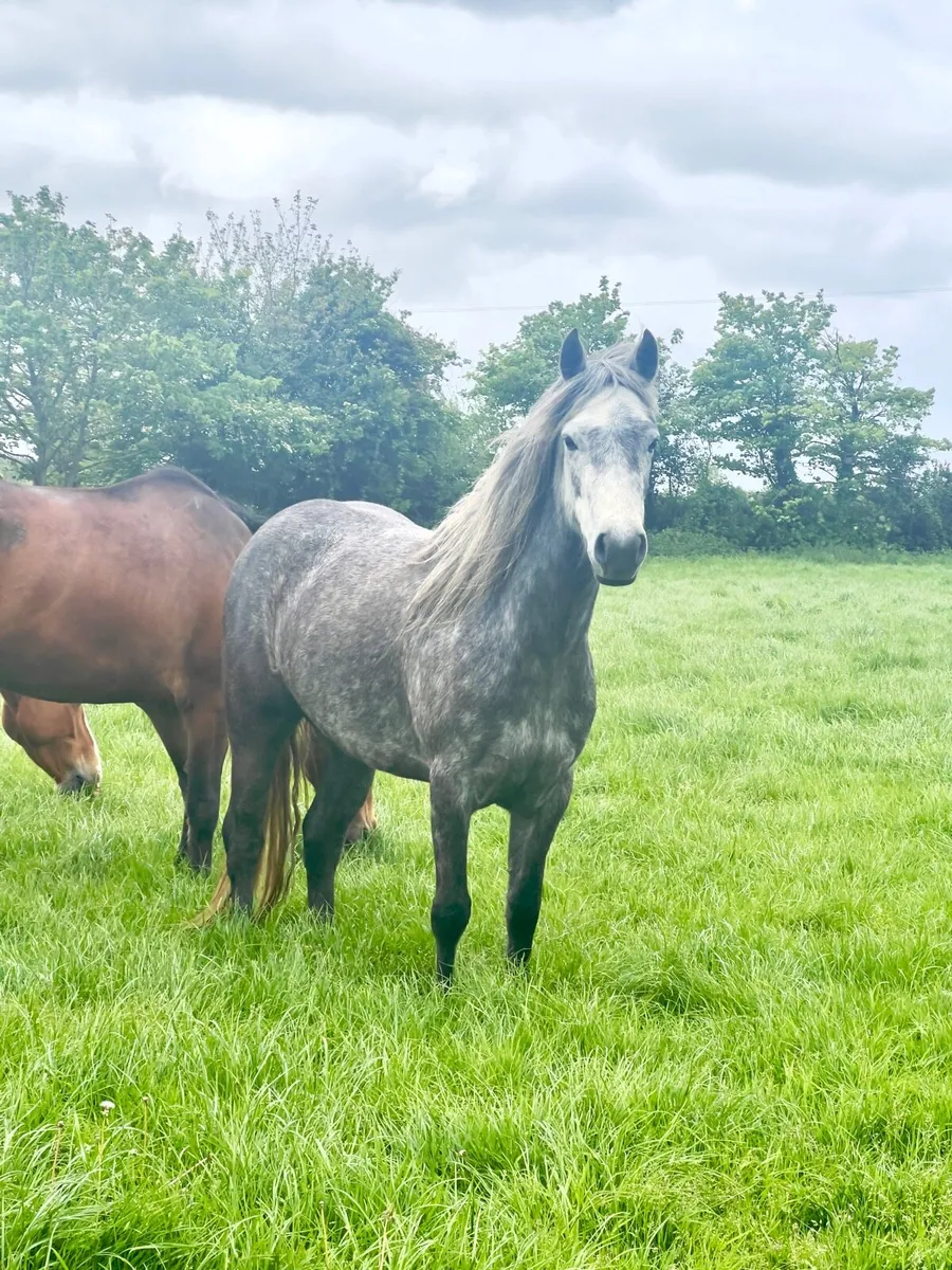 4 year old Connemara filly - Image 2