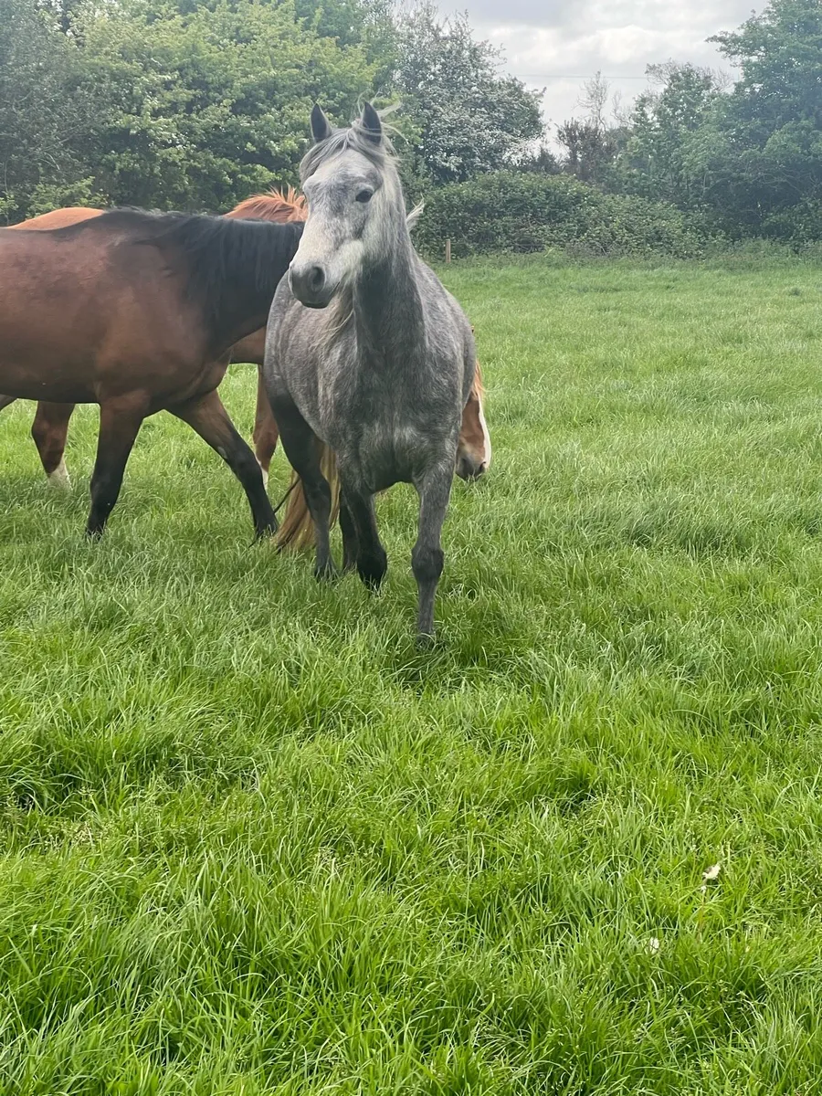 4 year old Connemara filly - Image 3