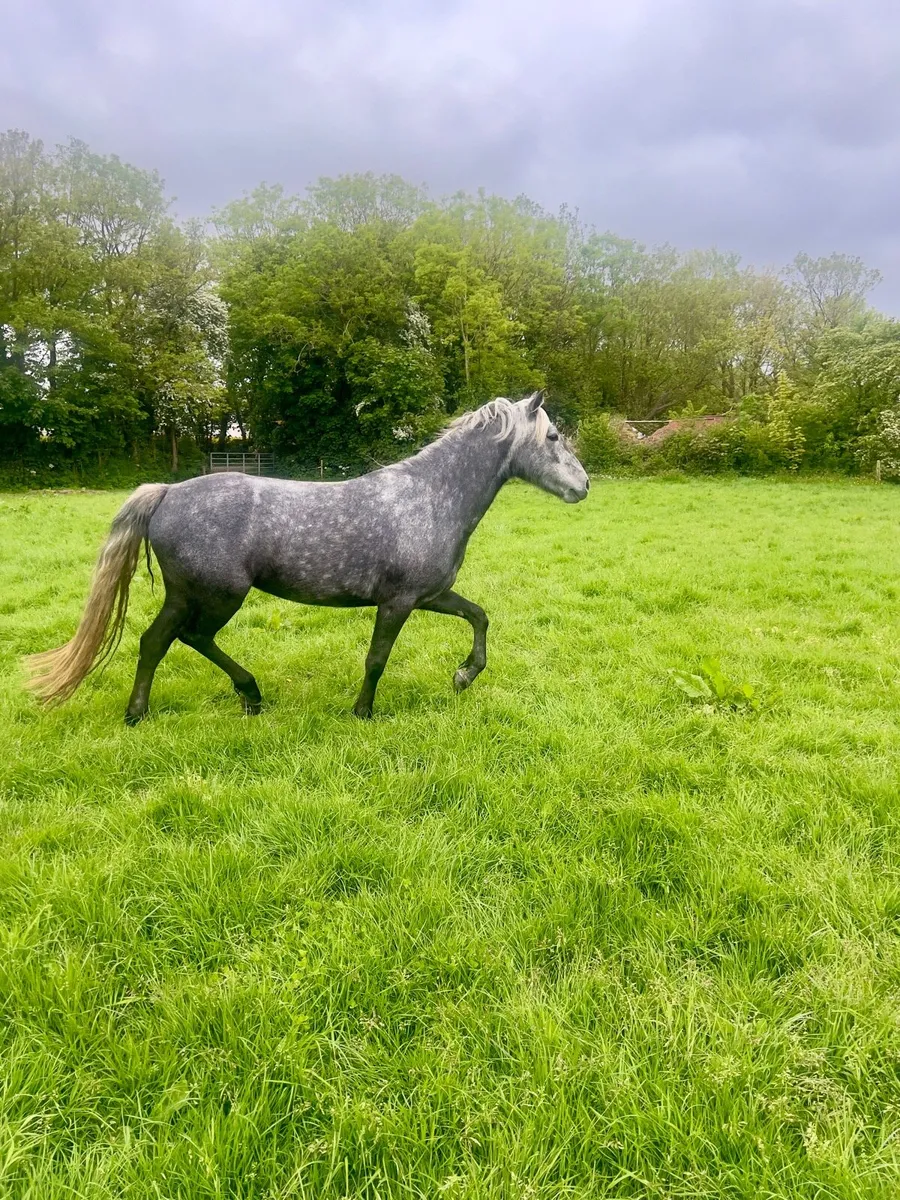 4 year old Connemara filly - Image 4