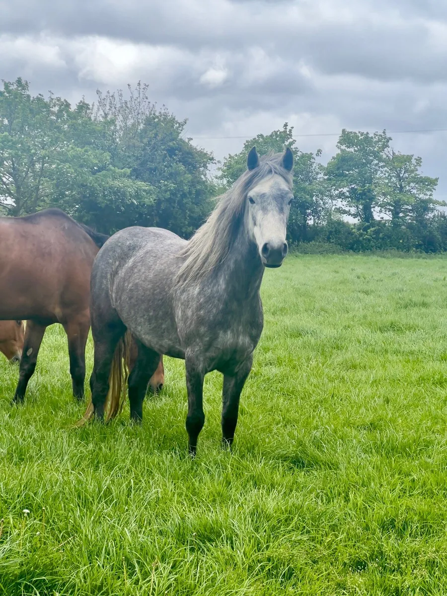 4 year old Connemara filly - Image 1