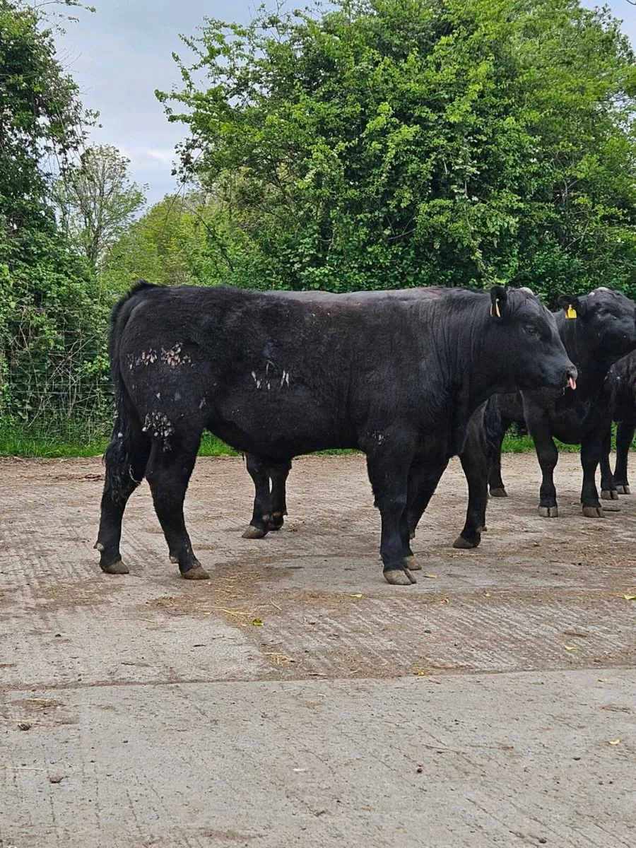 Pedigree Angus Bulls - Image 1