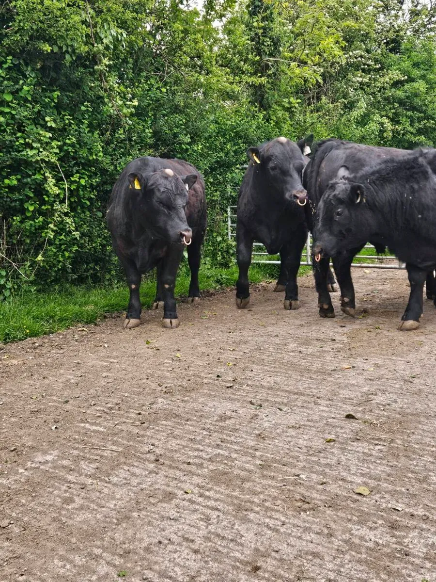 Pedigree Angus Bulls - Image 3
