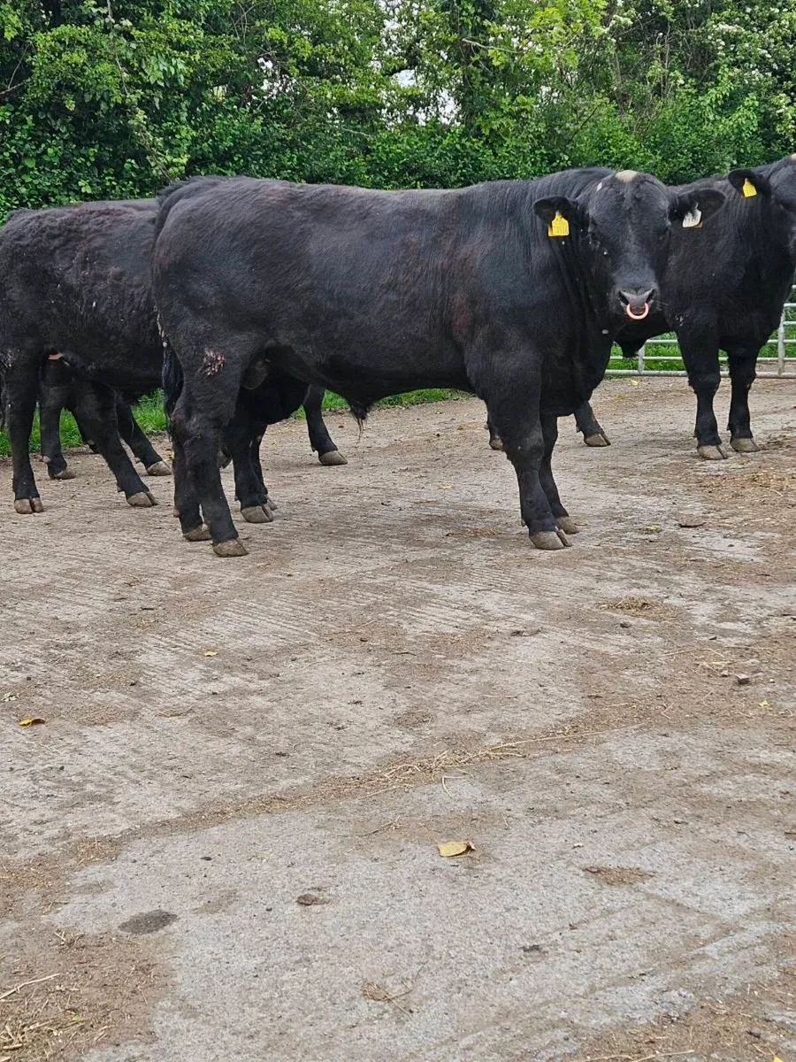 Pedigree Angus Bulls - Image 4