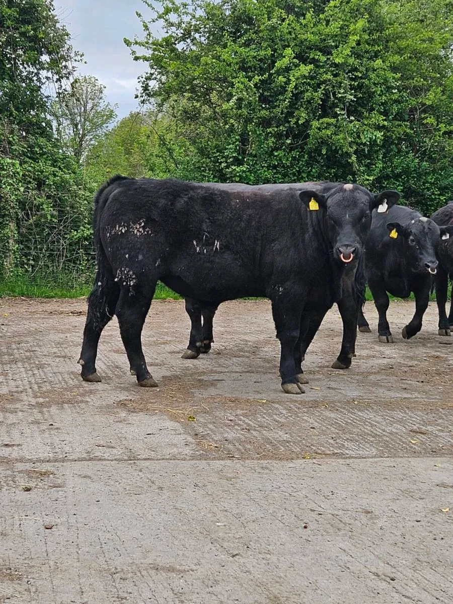 Pedigree Angus Bulls - Image 2