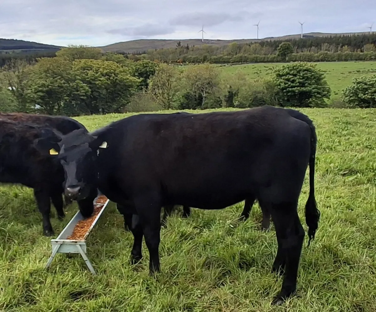 Aberdeen Angus Heifer, AAX - Image 1
