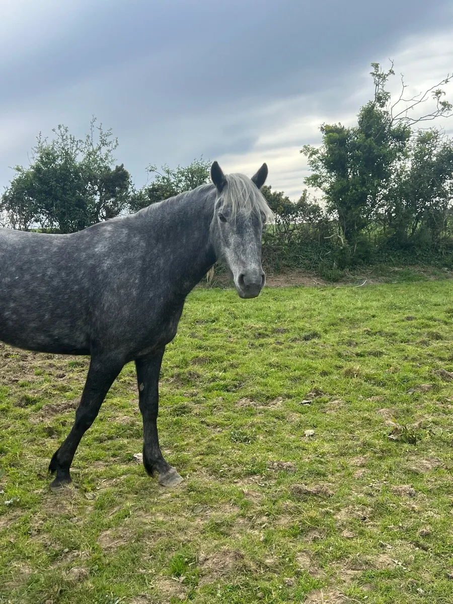 4 year old Connemara filly - Image 2