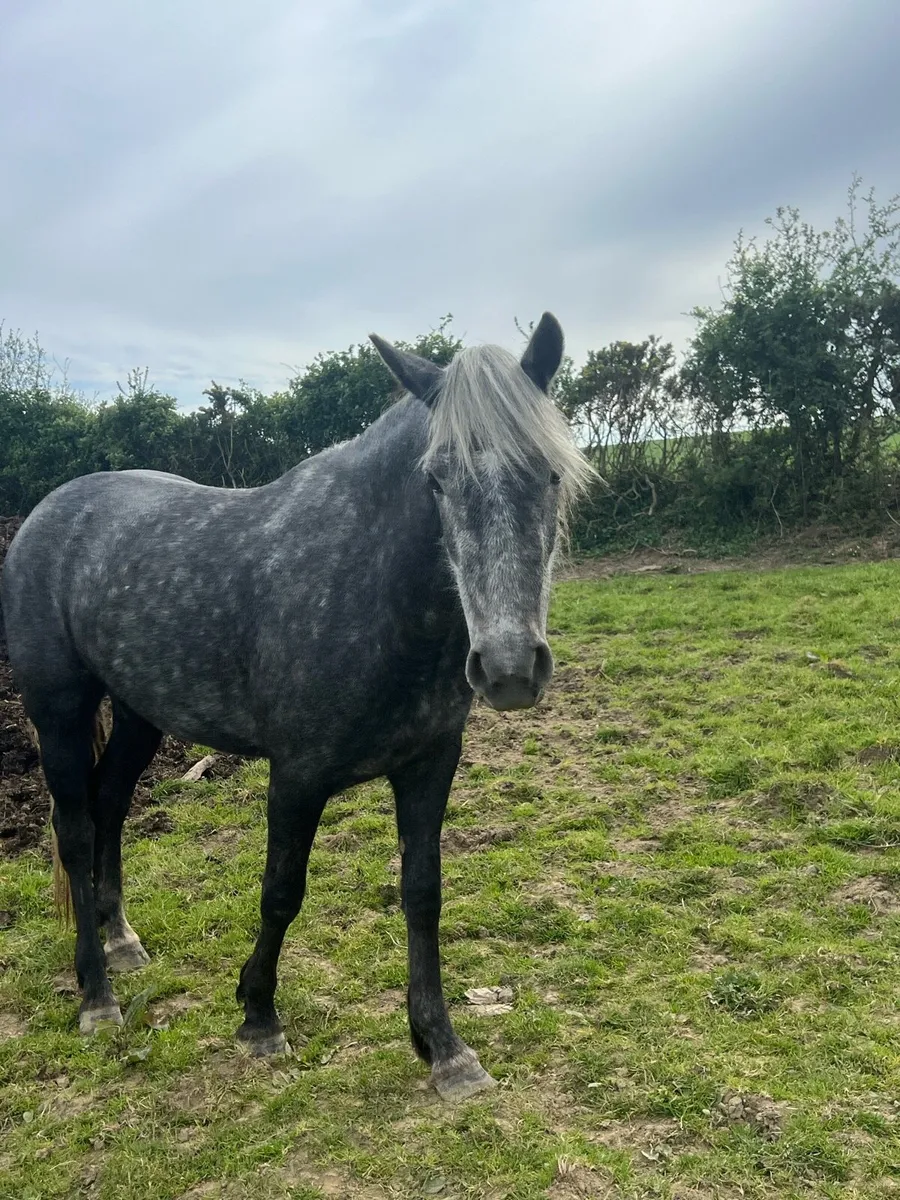 4 year old Connemara filly - Image 3