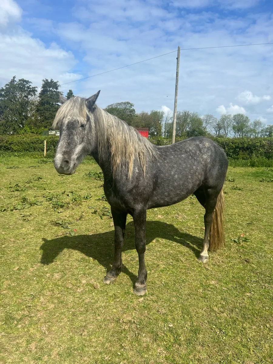 4 year old Connemara filly - Image 1