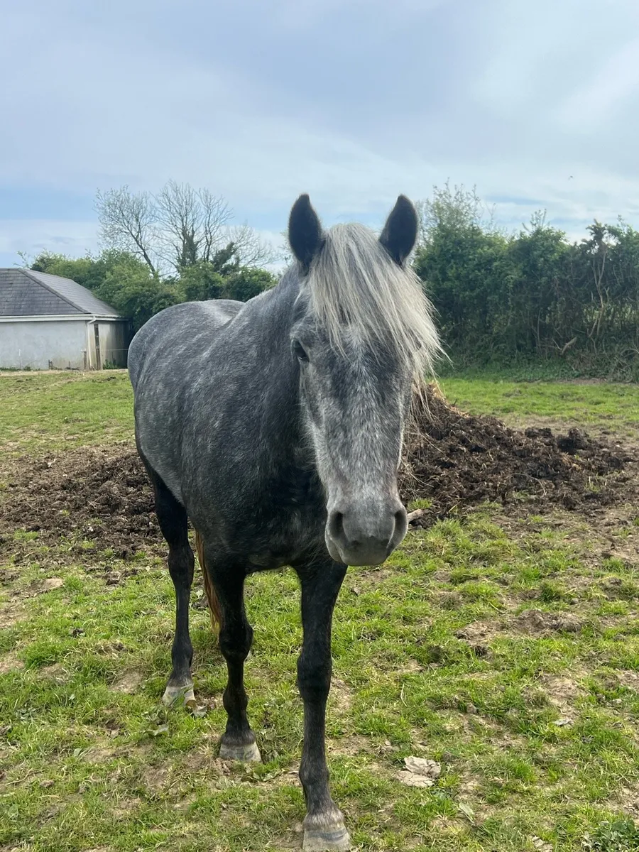 4 year old Connemara filly - Image 4