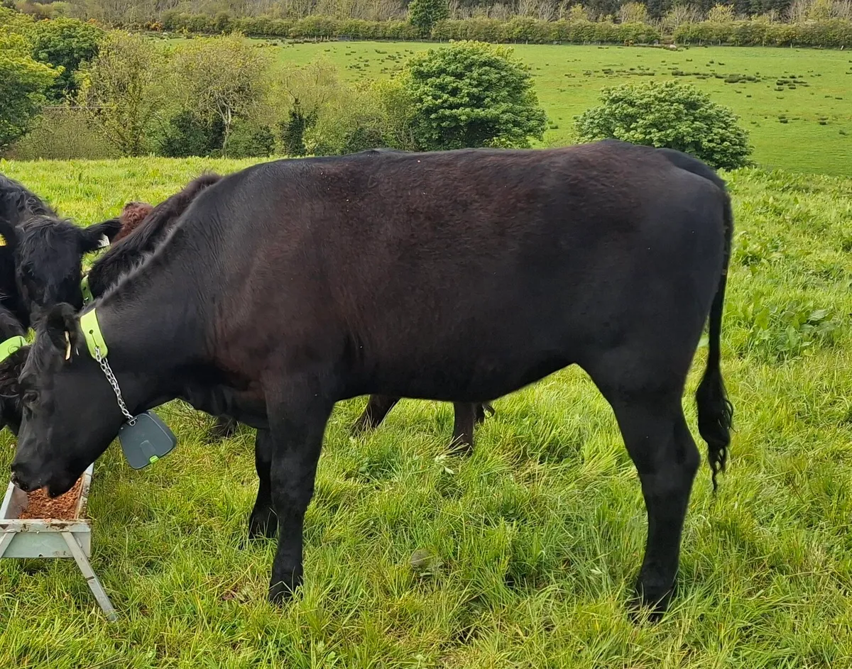 Aberdeen Angus Heifer, AAX - Image 2
