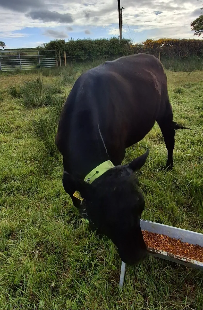 Aberdeen Angus Heifer, AAX - Image 4