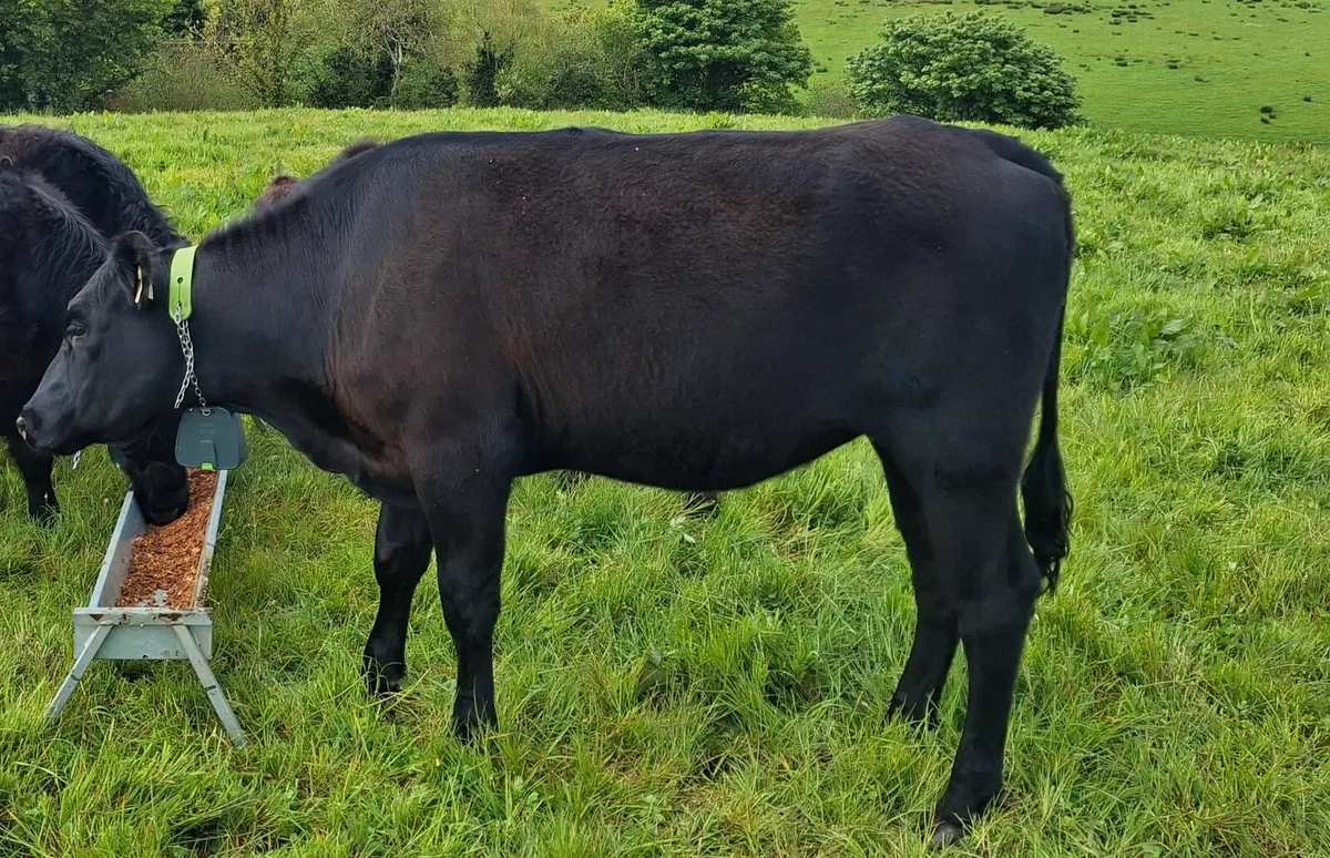 Aberdeen Angus Heifer, AAX - Image 3