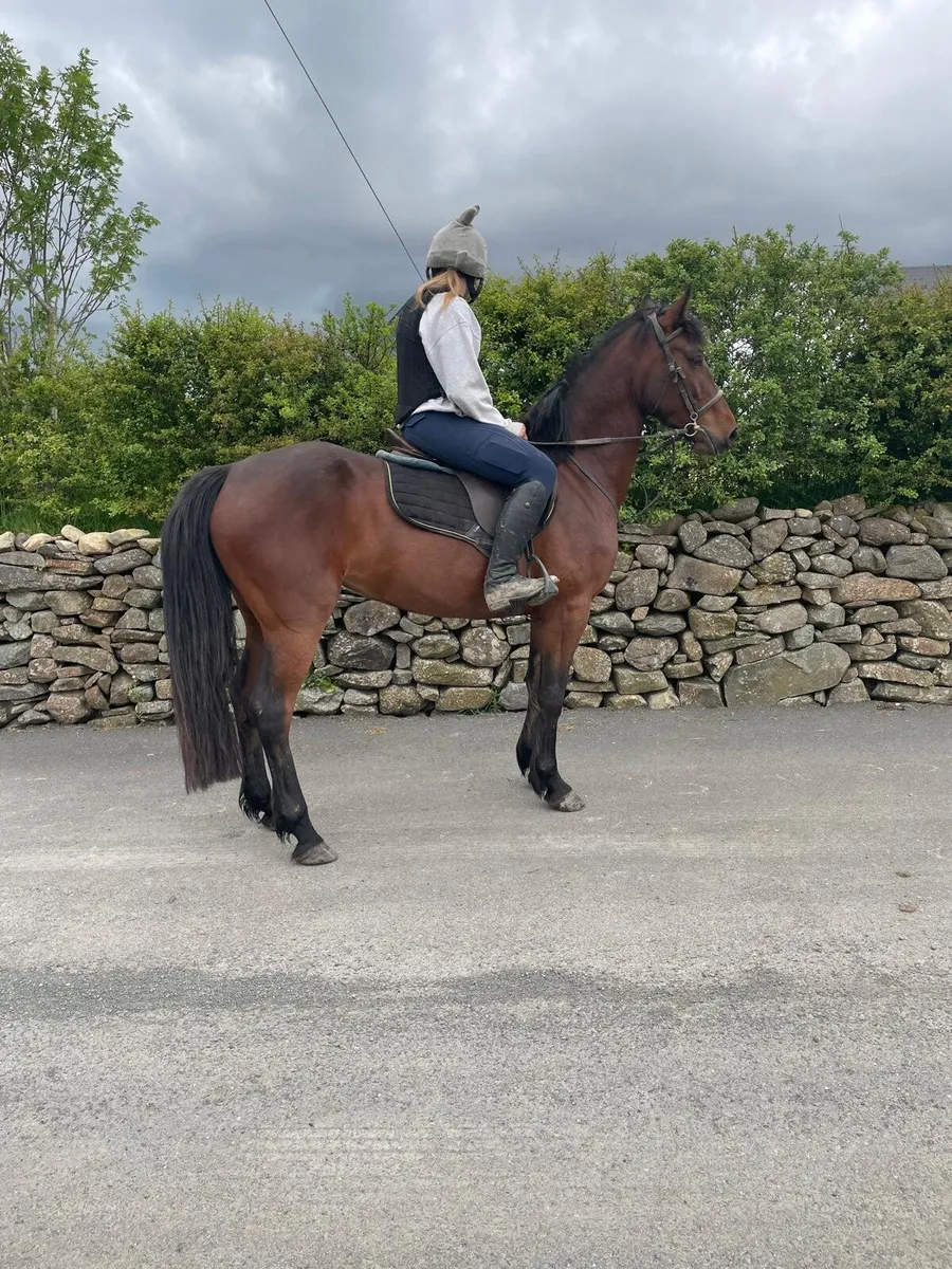 14 2 Connamara Mare - Image 4