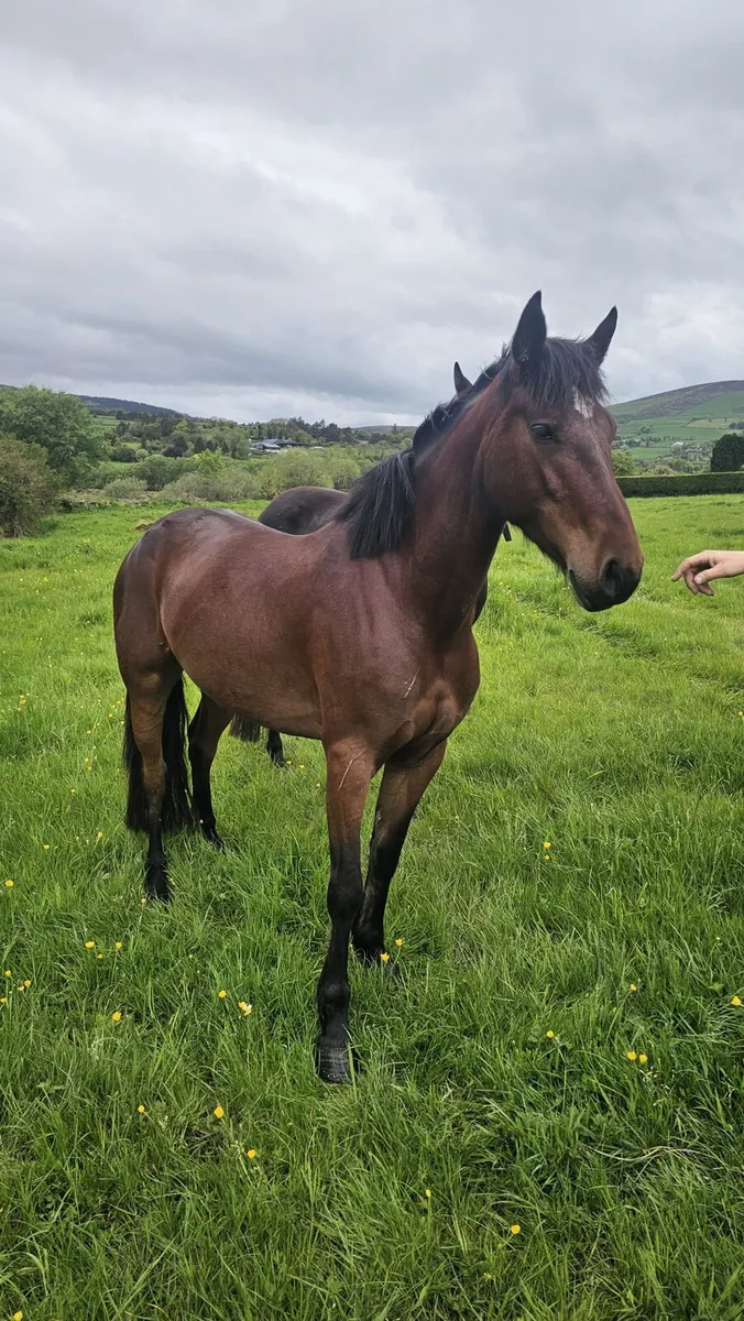 14 2 Connamara Mare - Image 2