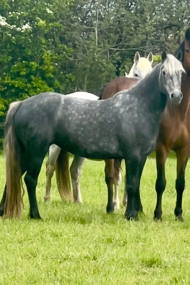 4 year old Connemara filly - Image 1