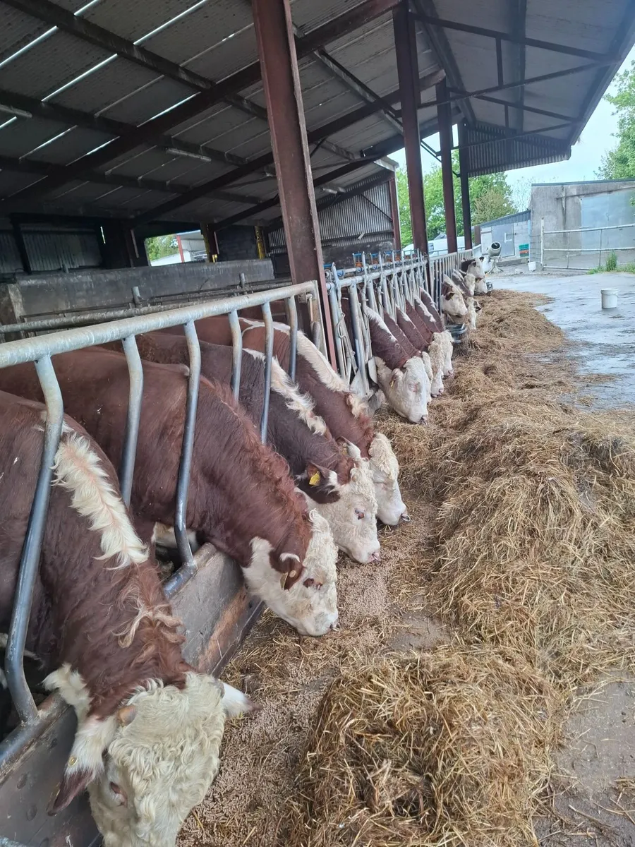 Hereford Bulls - Image 1