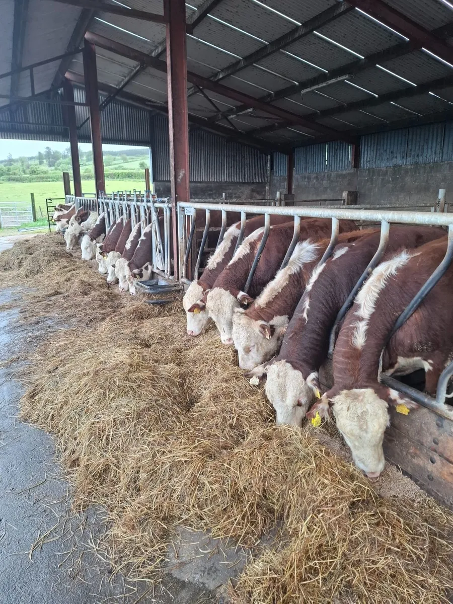 Hereford Bulls - Image 2