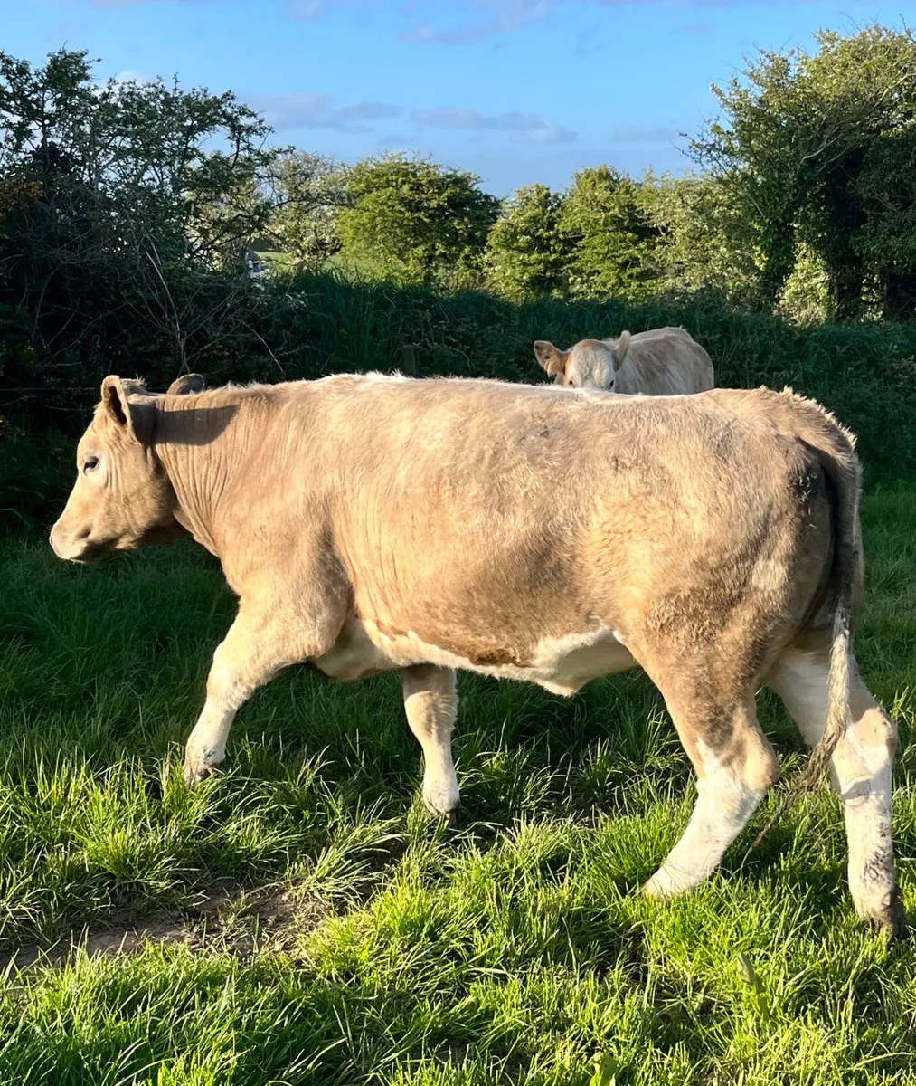 Suckler Bred Charolais Cattle - Image 3