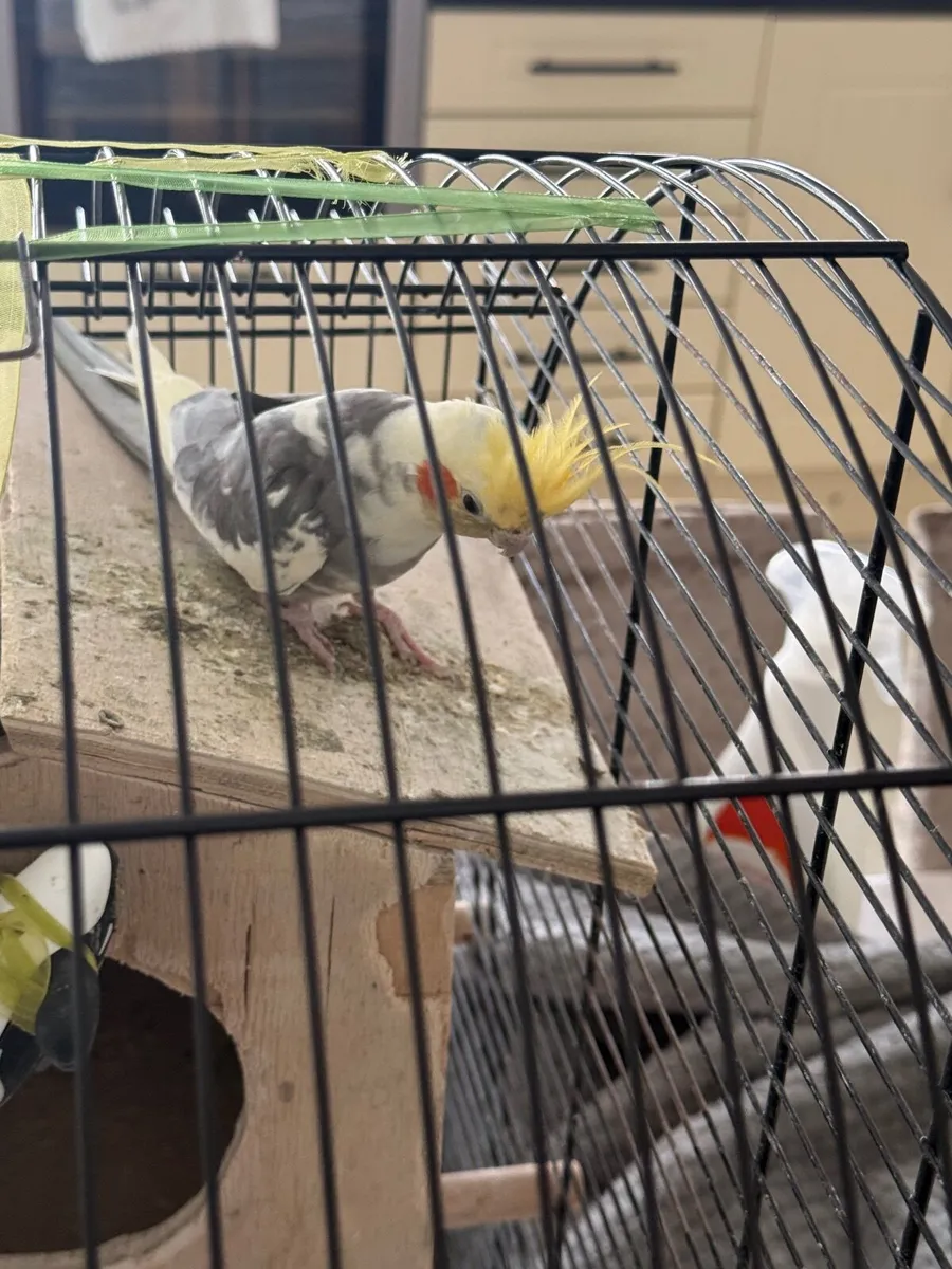 Birds (parrot) - Image 1