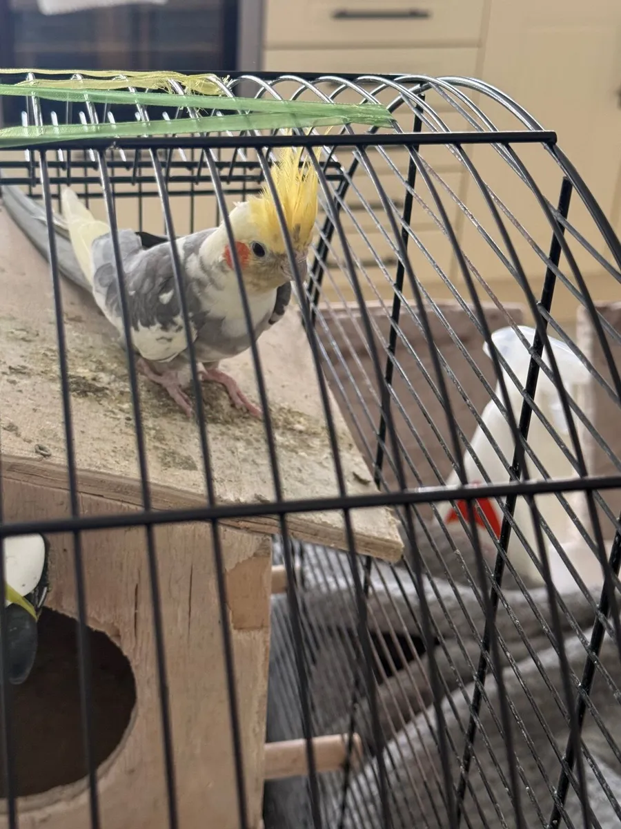 Birds (parrot) - Image 2