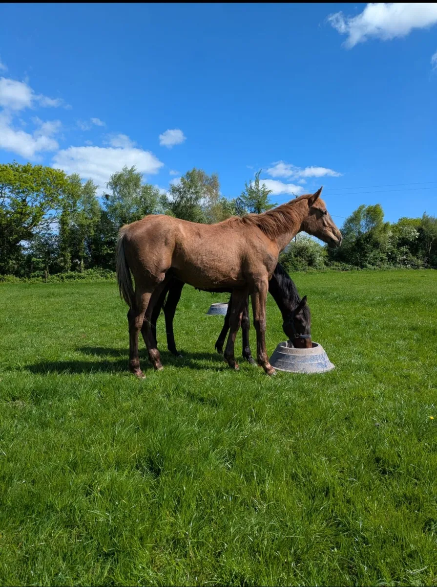 Durango vdl yearling colt - Image 2