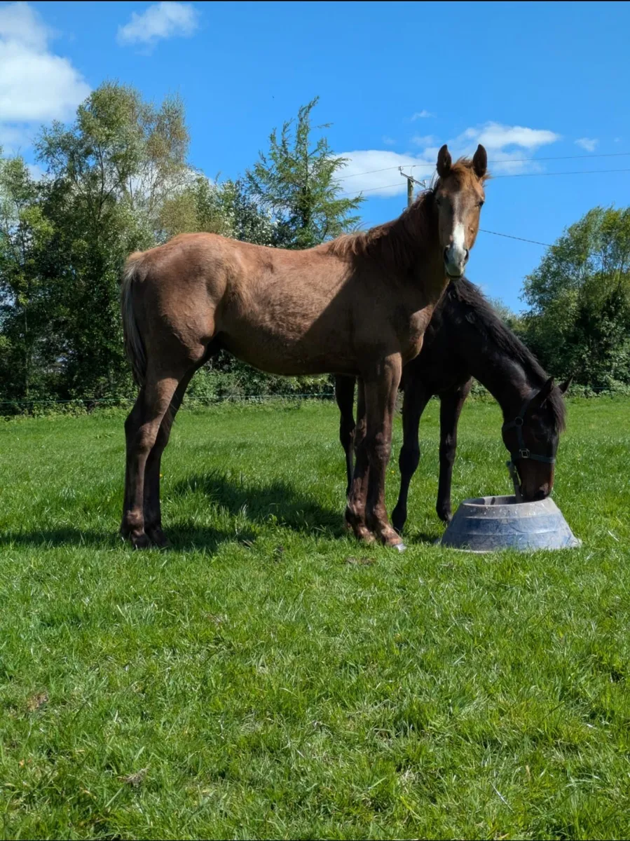 Durango vdl yearling colt - Image 1