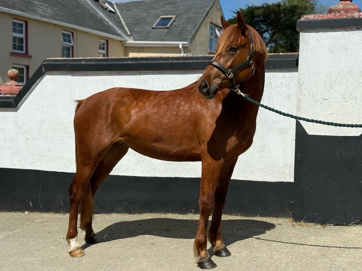 Pony - Image 1