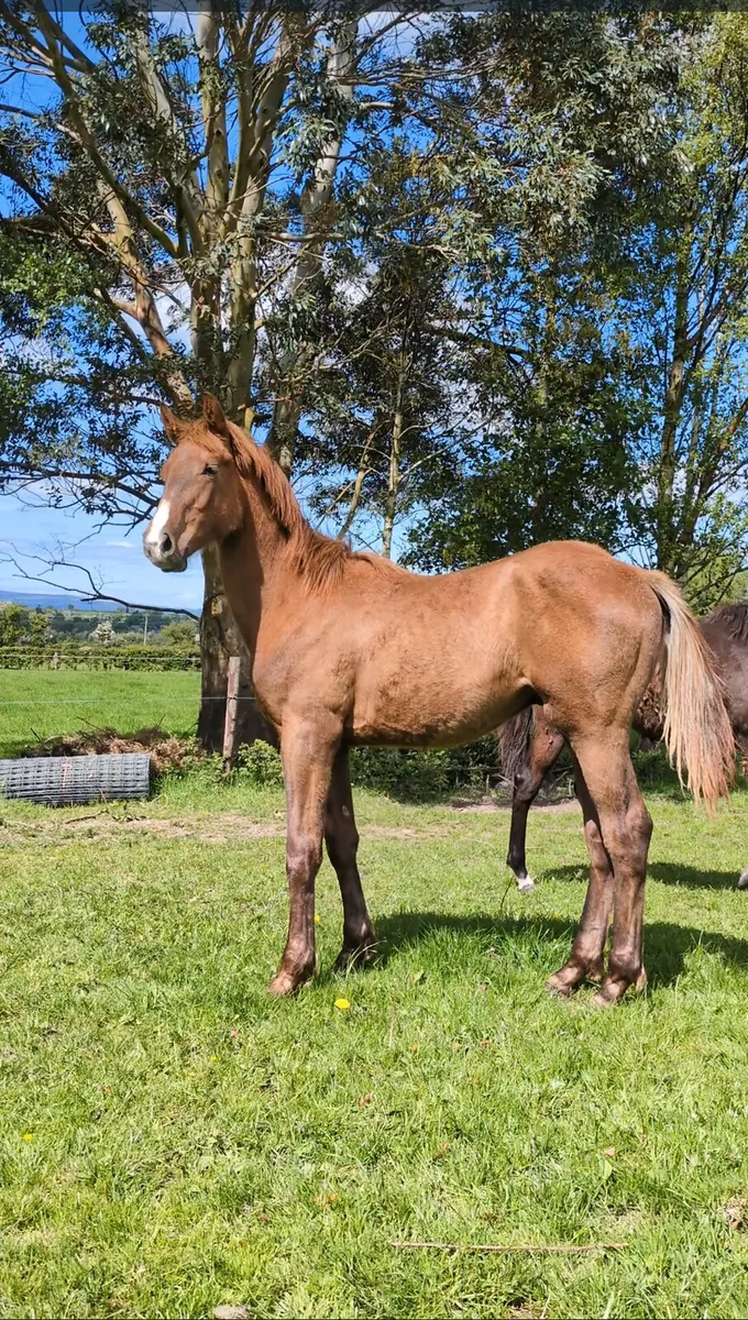 Durango vdl yearling colt - Image 4