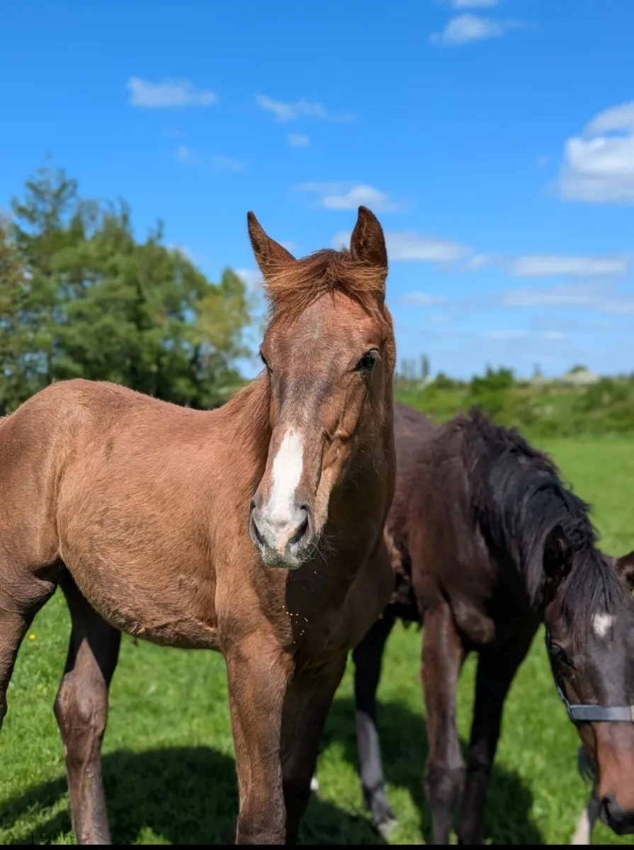 Durango vdl yearling colt - Image 3