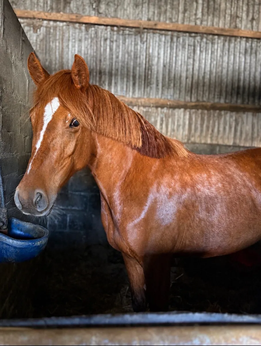 Pony - Image 3