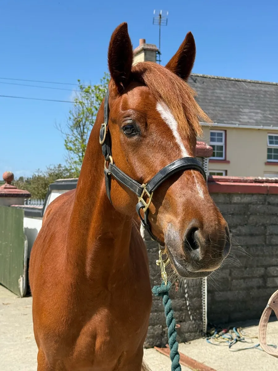Pony - Image 4