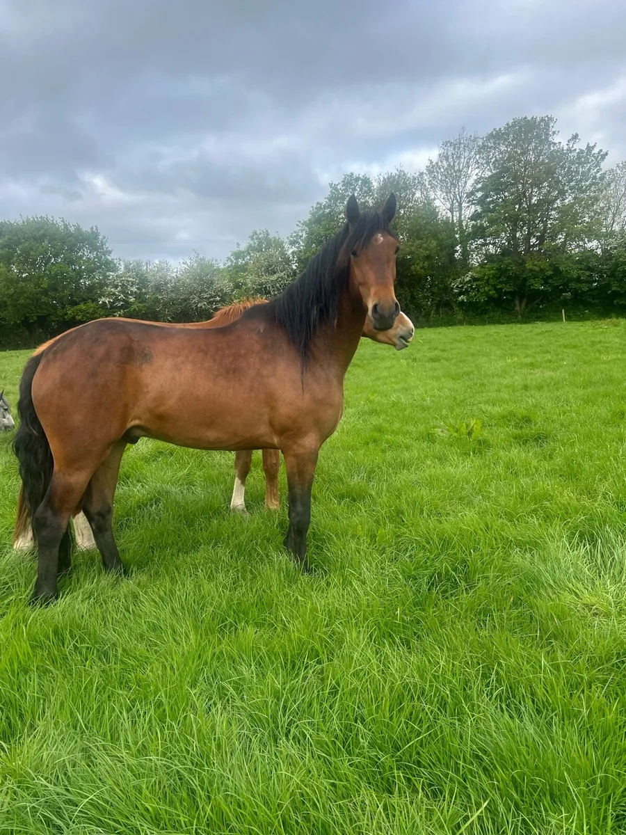 3 year old Connemara Geliding - Image 2
