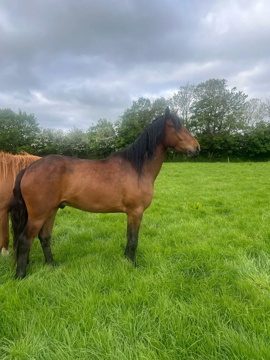 3 year old Connemara Geliding - Image 3