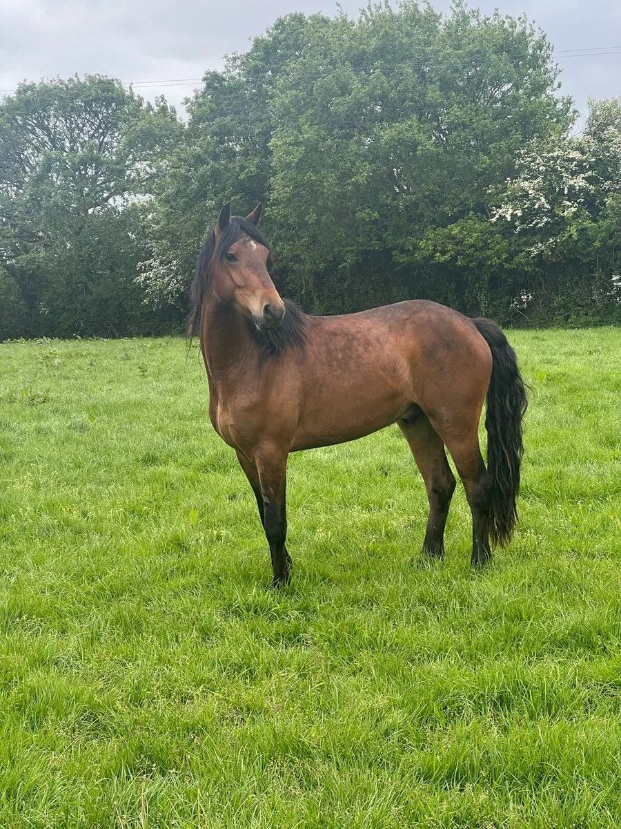 3 year old Connemara Geliding - Image 4