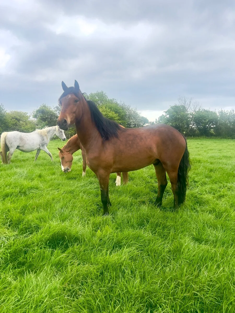 3 year old Connemara Geliding - Image 1